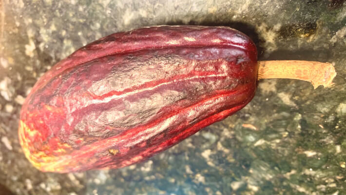 A fresh cacao pod from the Dominican Republic used to make delicious gluten free black bean brownies
